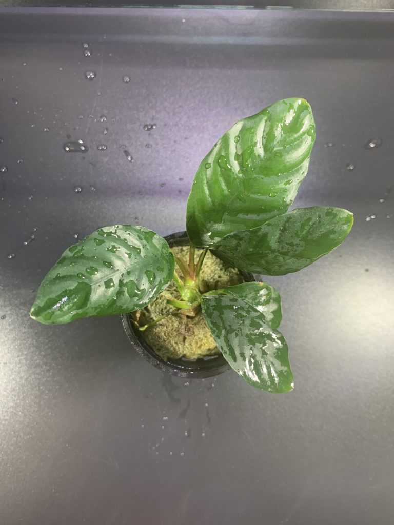 Anubias Coffeefolia - Marine Warehouse Aquarium