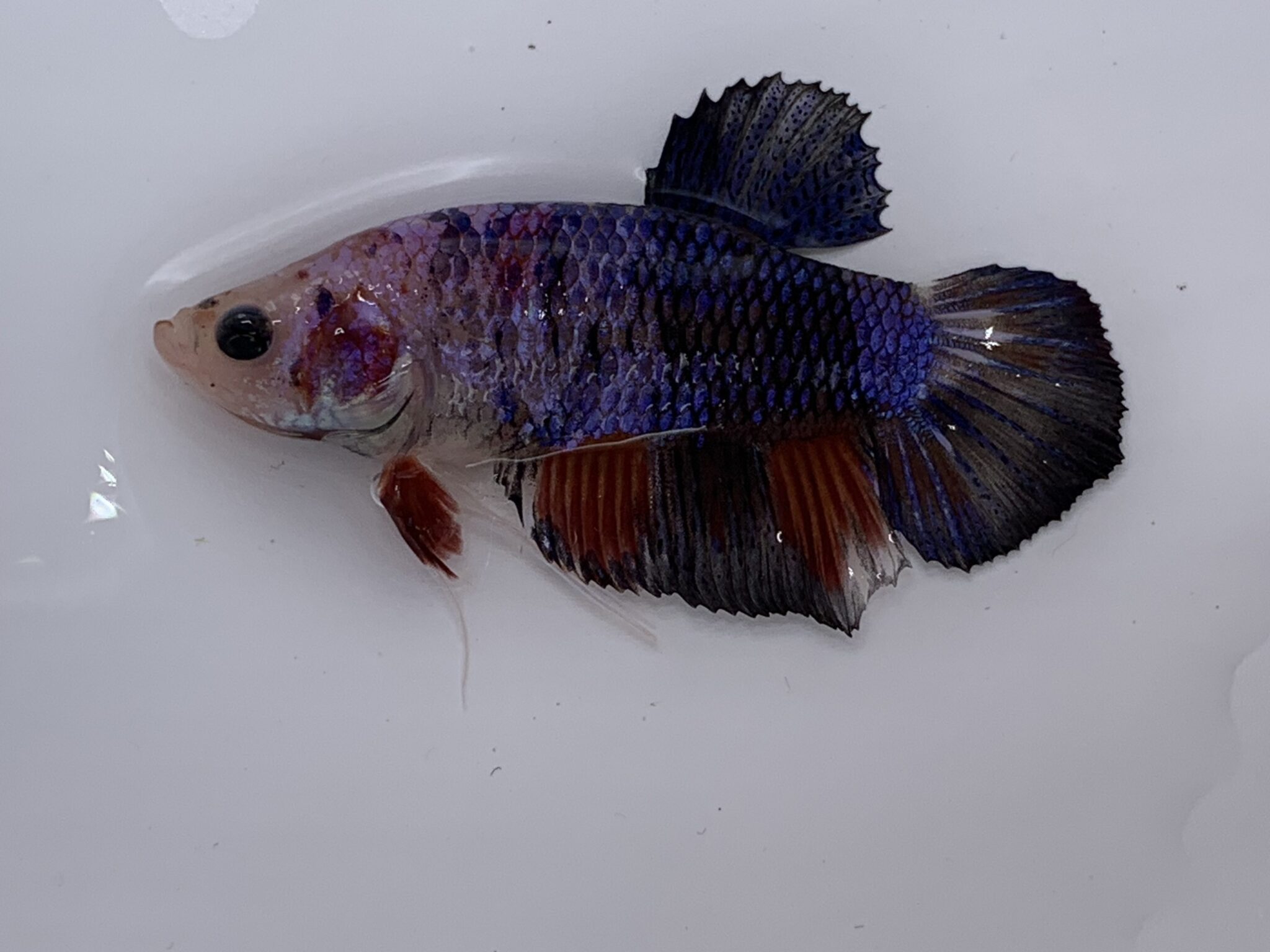 Koi Betta
