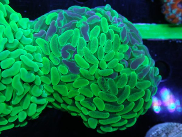 marine aquarium warehouse