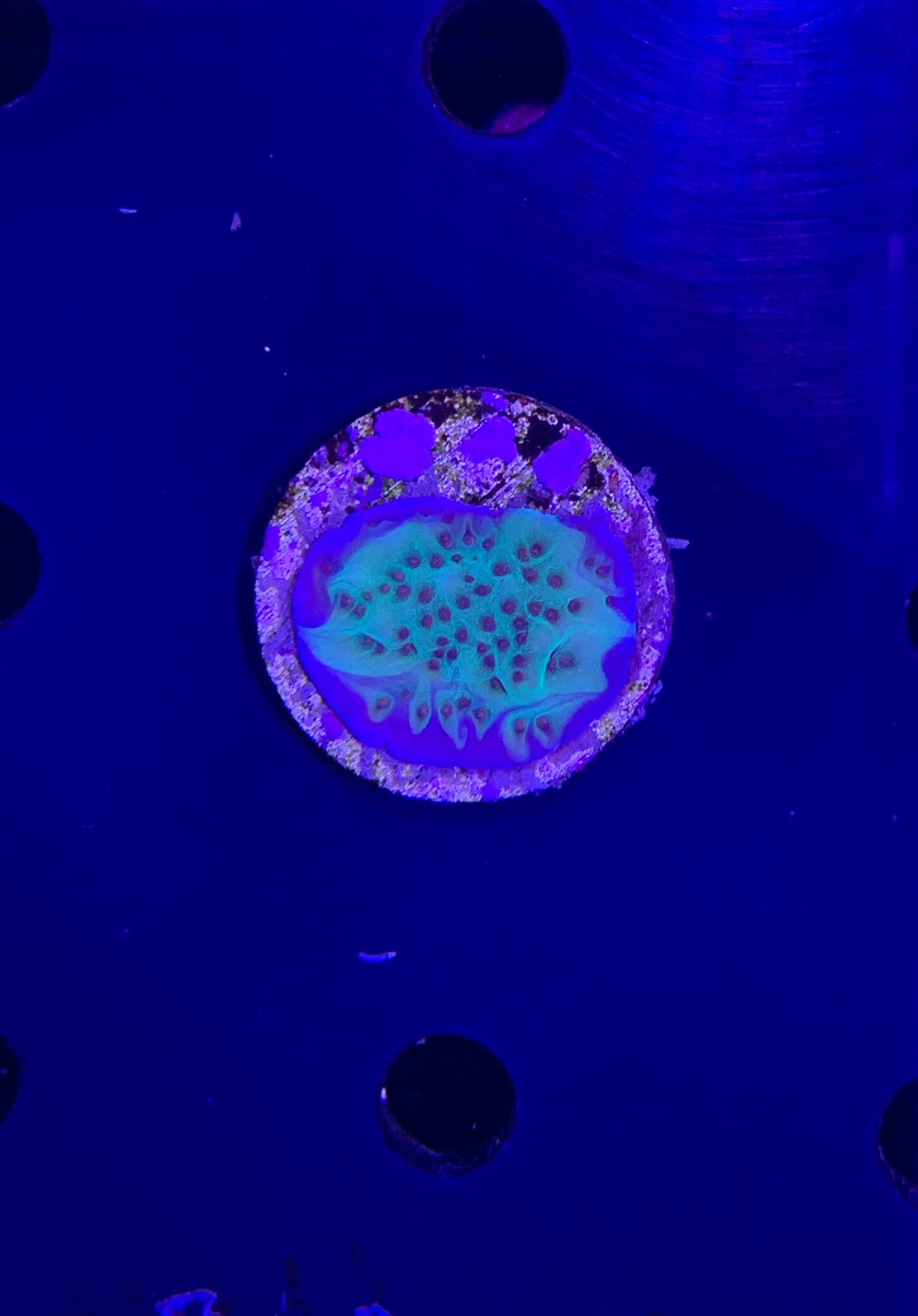 Jedi Mind Trick Montipora