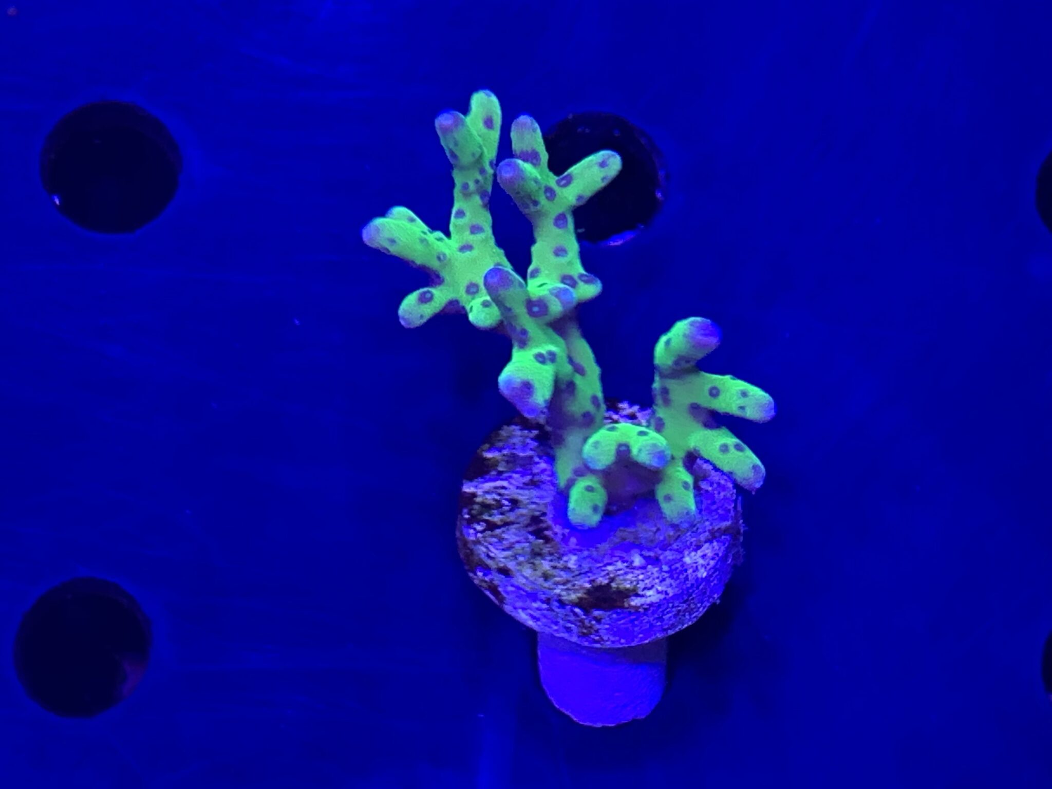 Neon Green Anacropora
