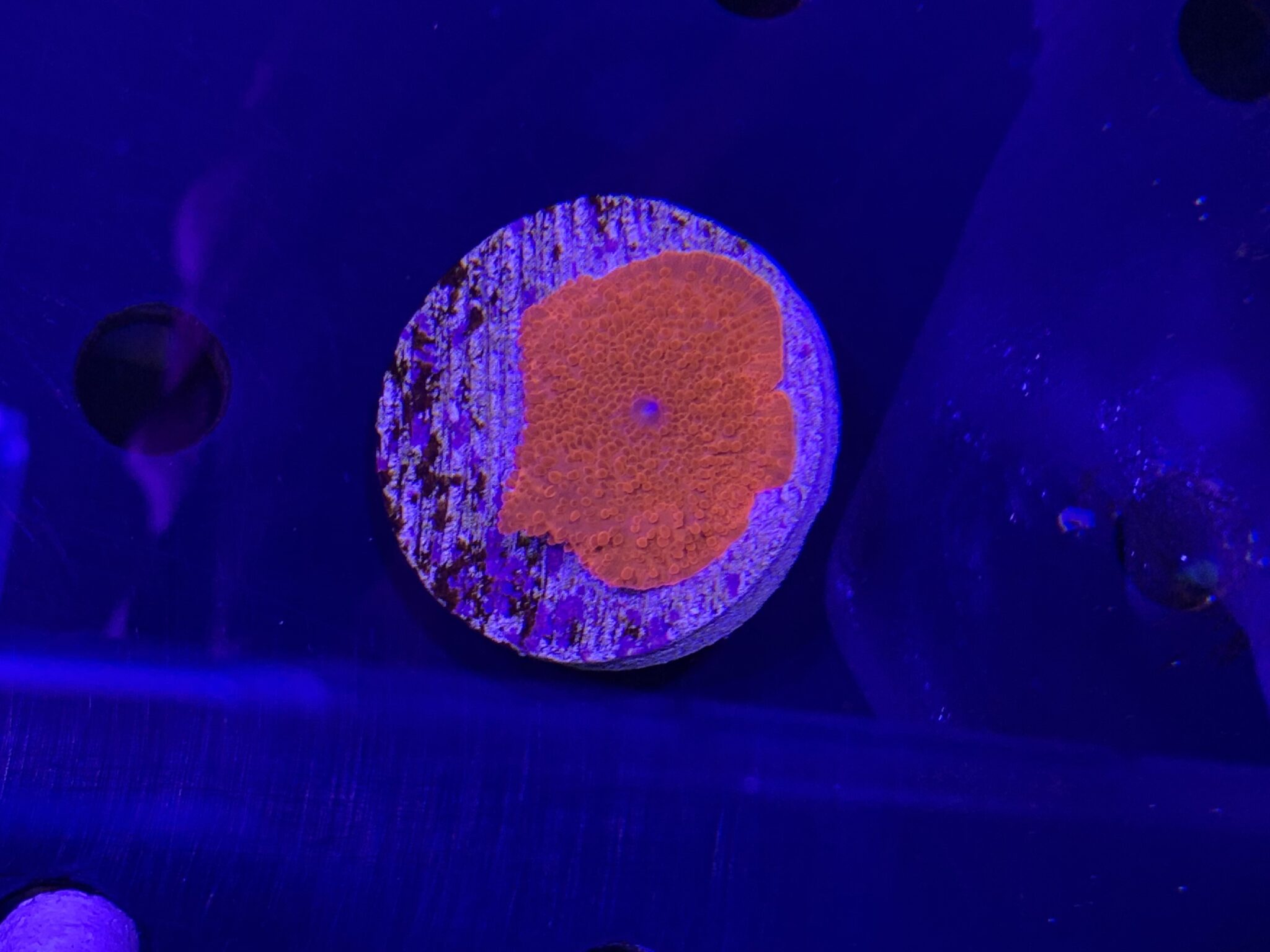 Aussie Flame Mushroom