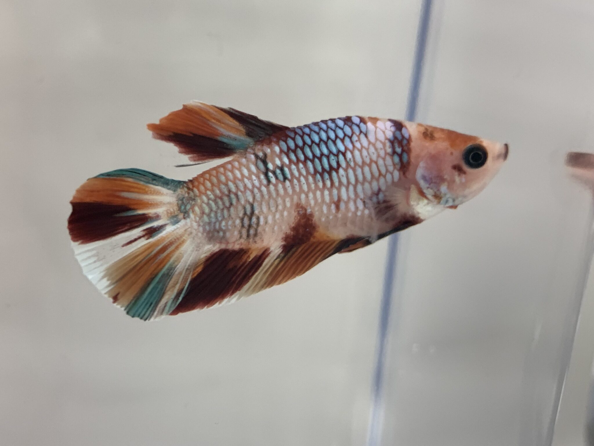 Koi Betta