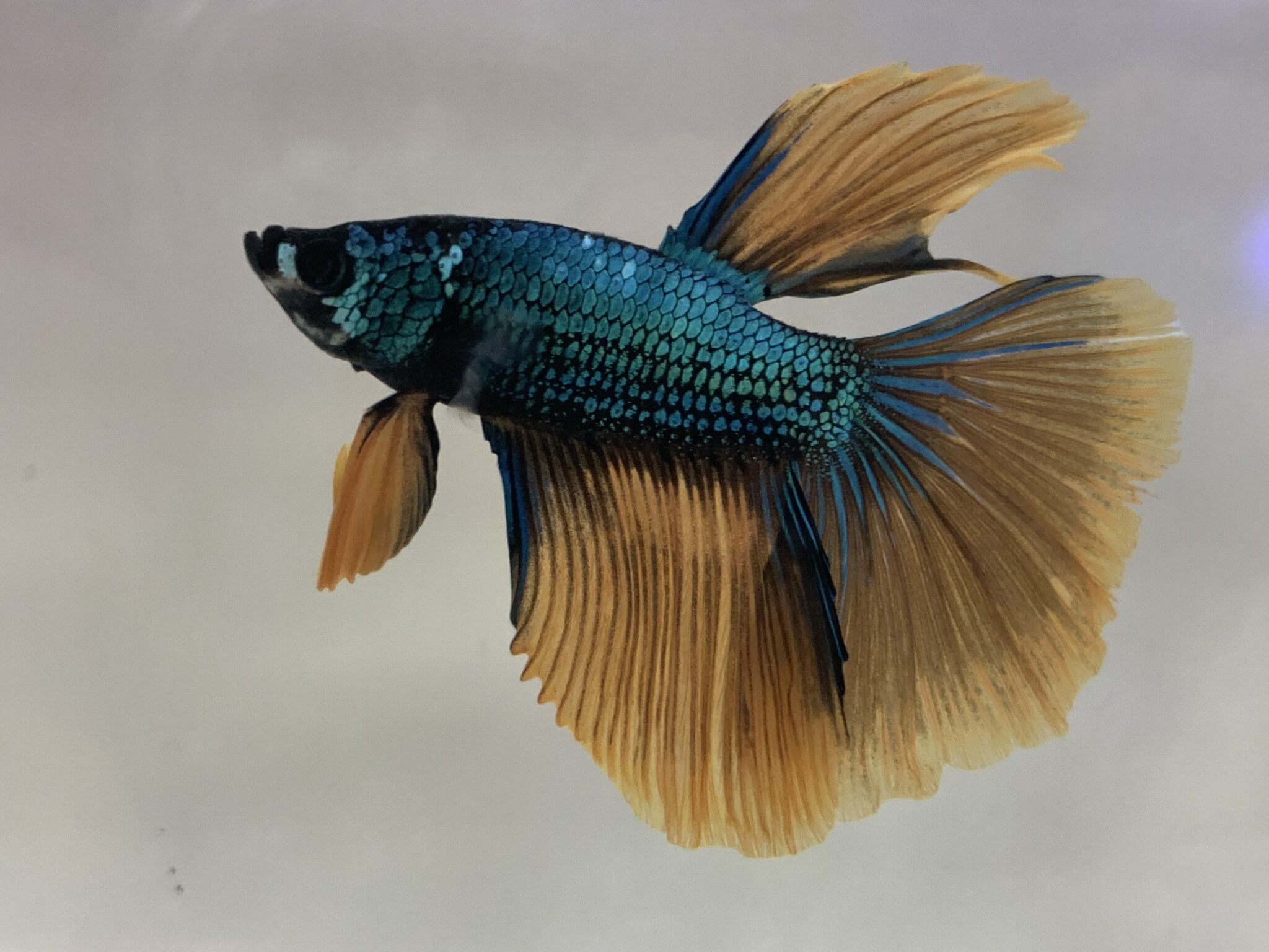 Halfmoon Betta