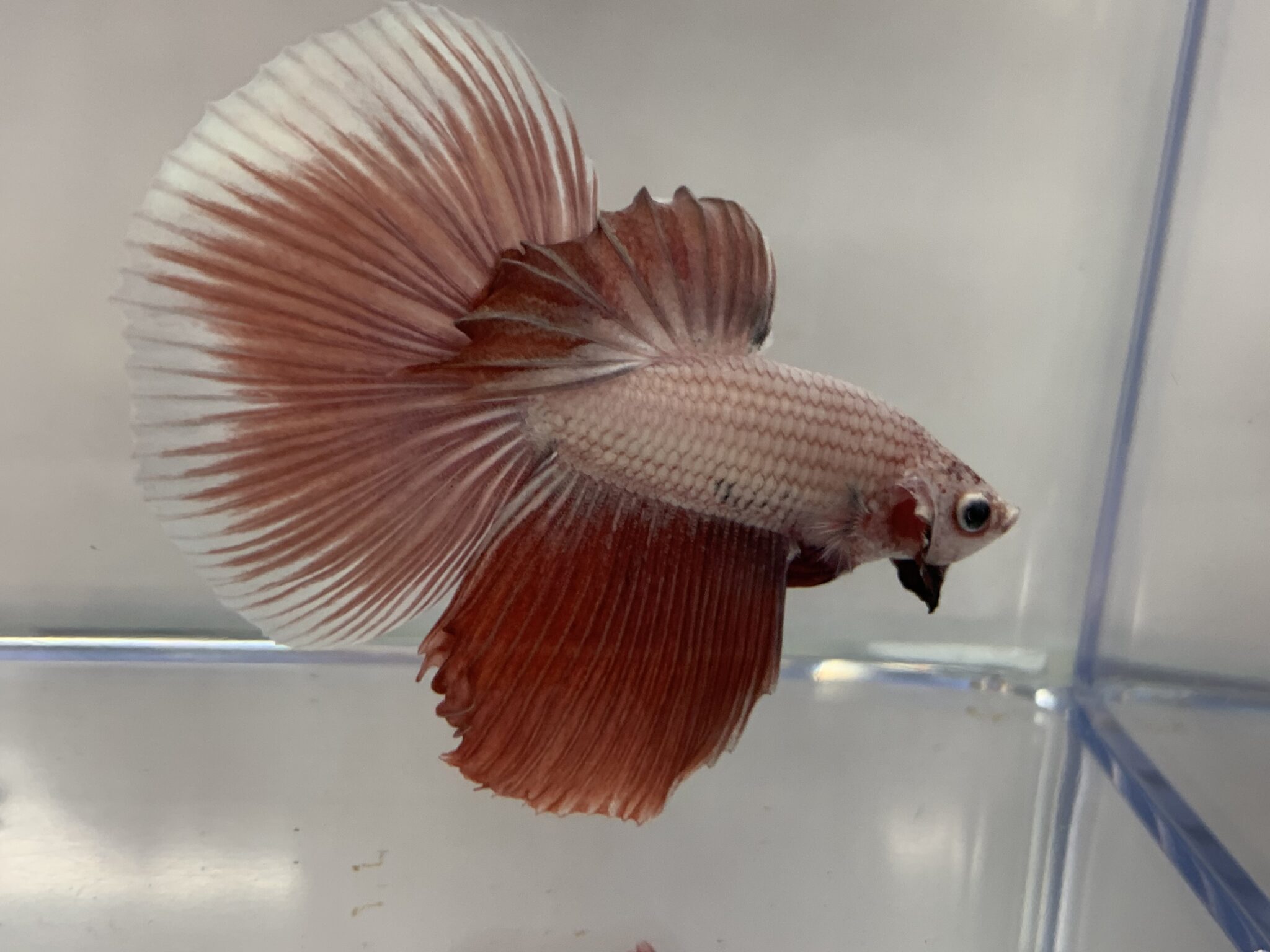 Halfmoon Betta