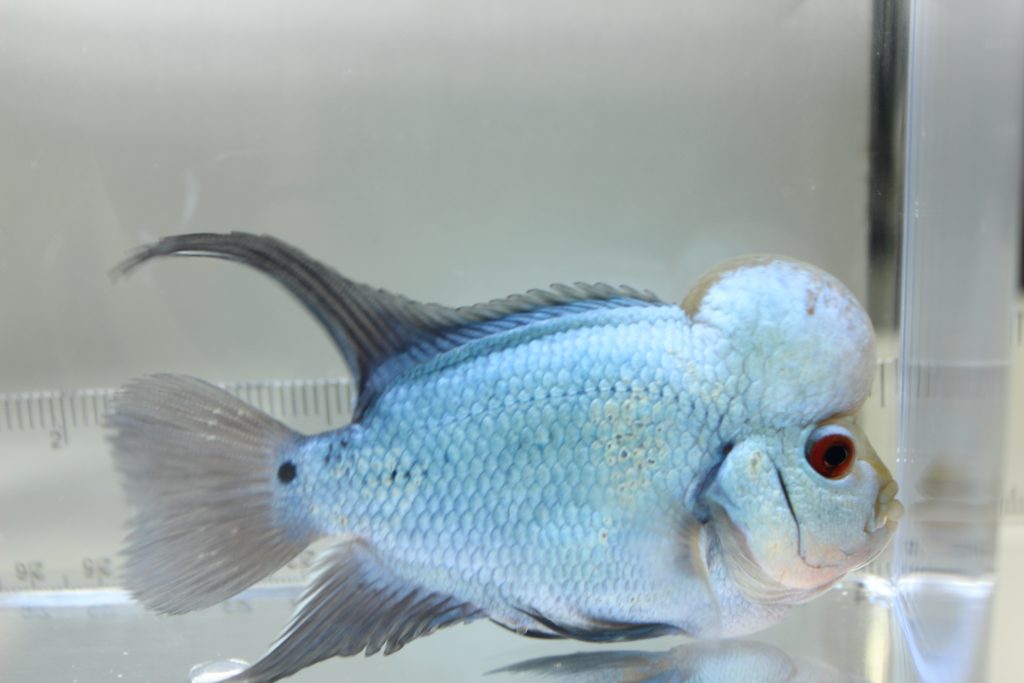 Thai Silk Flowerhorn Marine Warehouse Aquarium