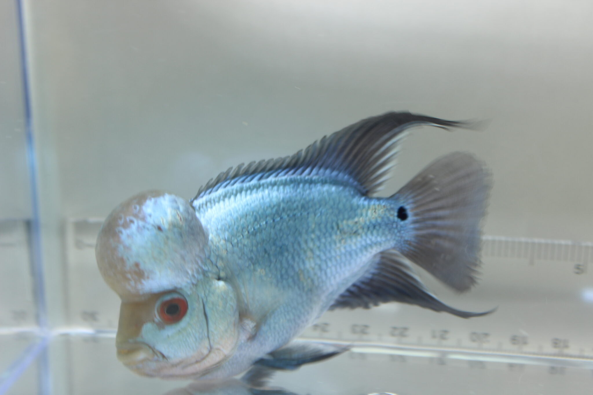 Thai Silk Flowerhorn - Marine Warehouse Aquarium