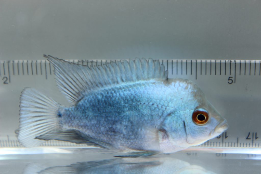 Thai Silk Flowerhorn Marine Warehouse Aquarium