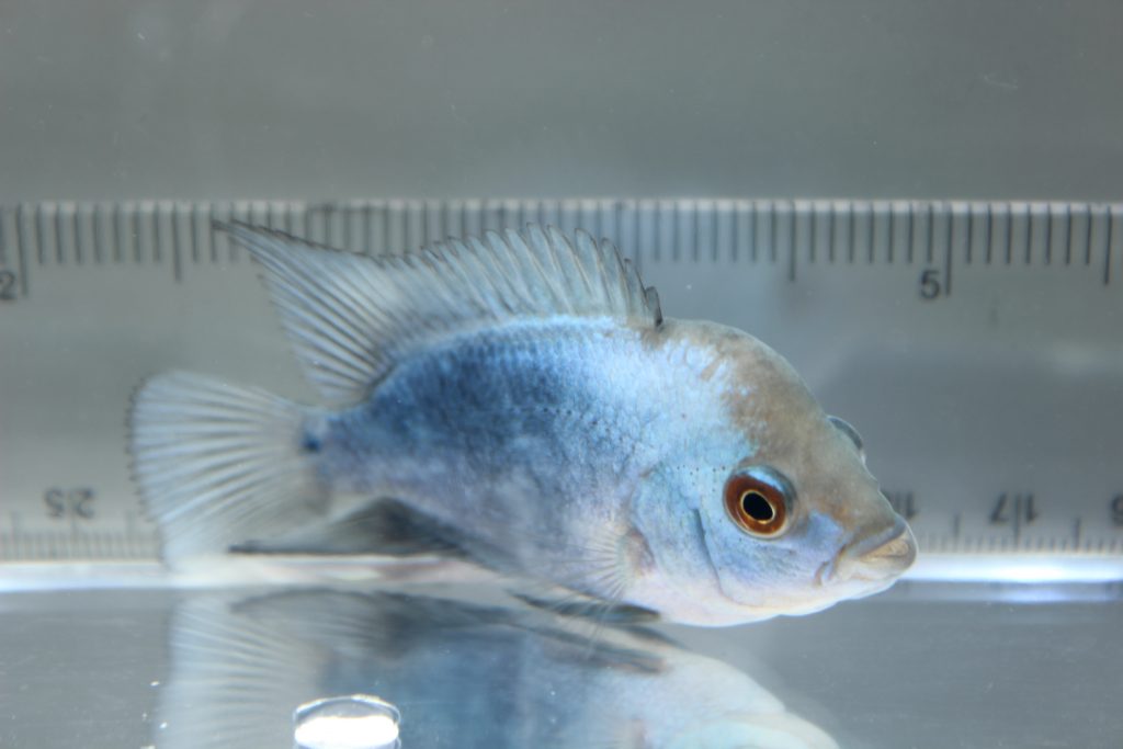Thai Silk Flowerhorn Marine Warehouse Aquarium