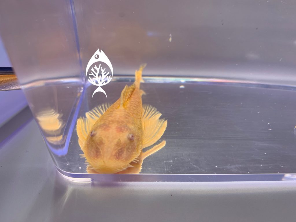 Albino Bushynose Pleco Marine Warehouse Aquarium albino-bushynose-pleco-marine-warehouse-aquarium