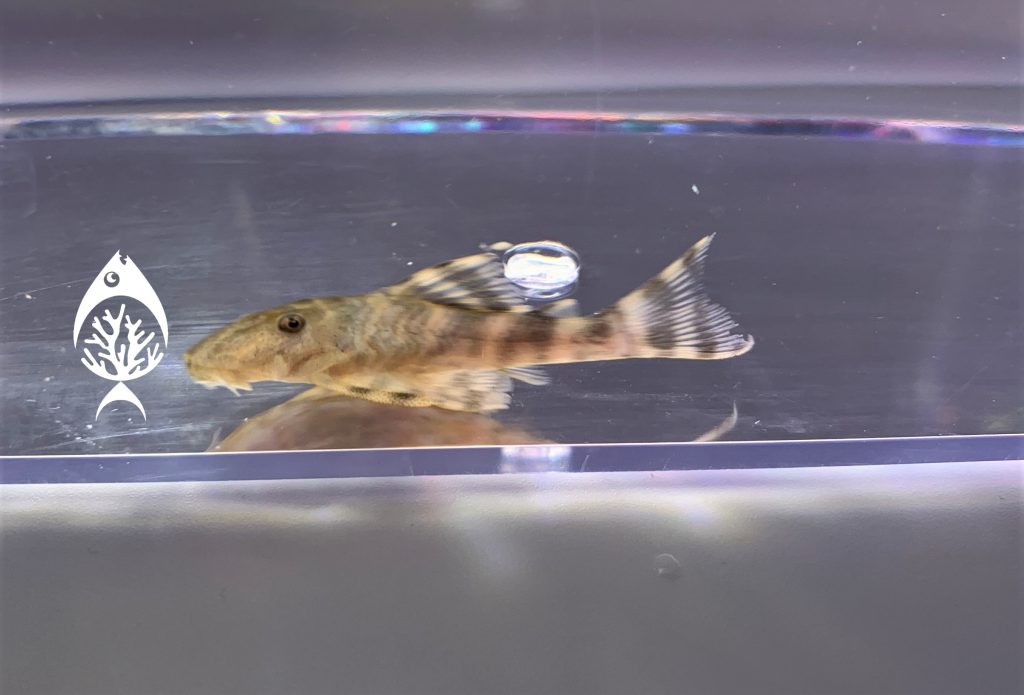 clown-pleco-marine-warehouse-aquarium