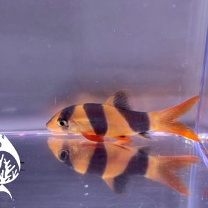 clown loach