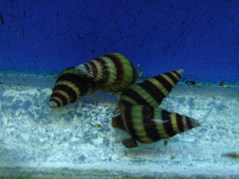 Assassin Snail Marine Warehouse Aquarium
