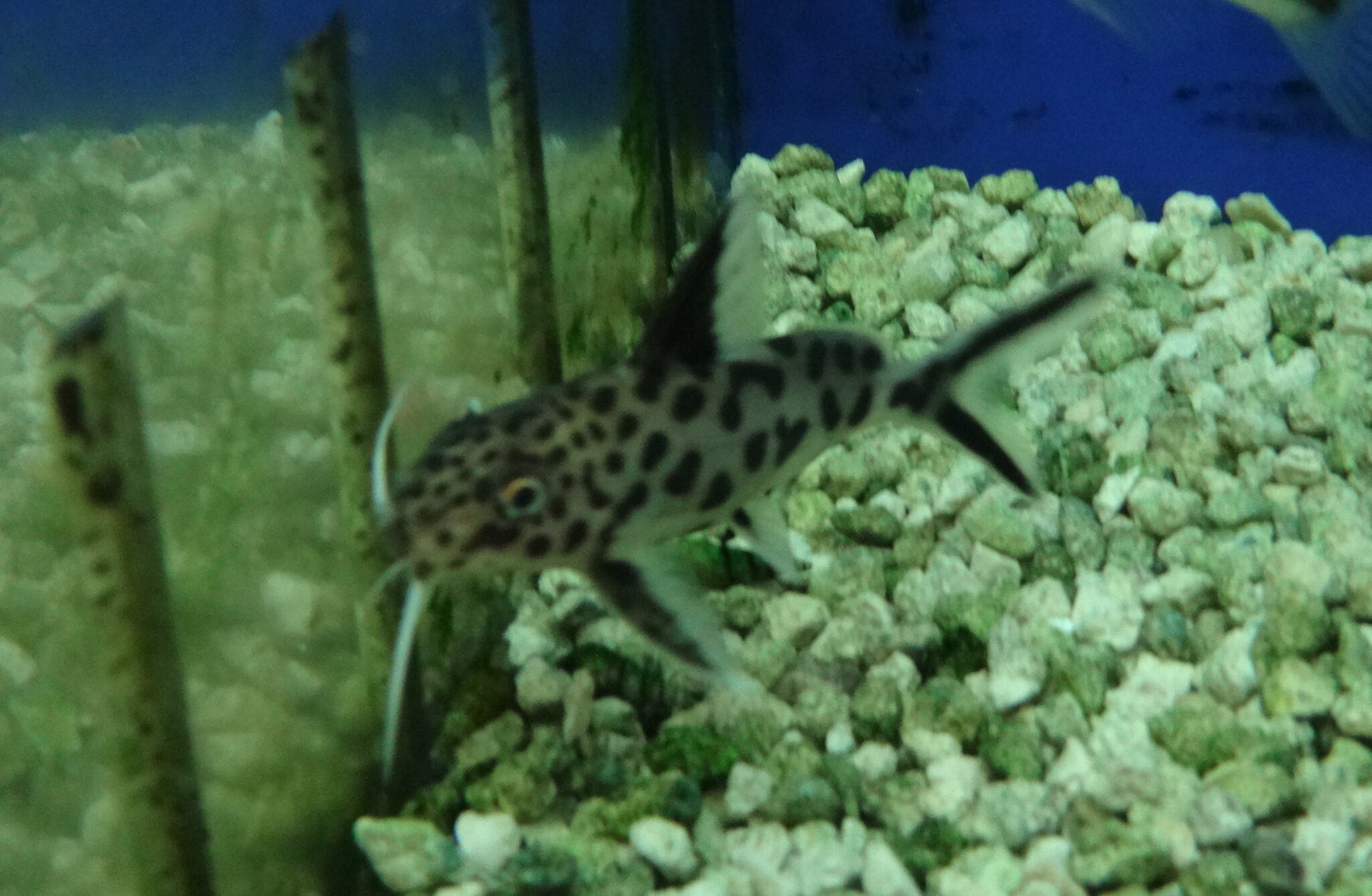 Synodontis multipunctatus - Marine Warehouse Aquarium