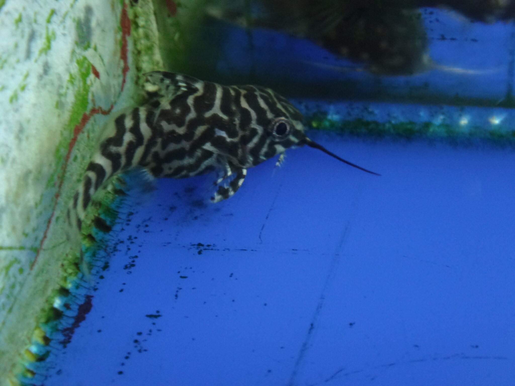 CATFISH - SYNODONTIS FEATHERFIN / EUPTERUS Synodontis eupterus