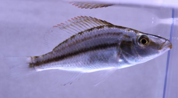 compressiceps