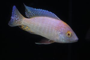 albino strawberry