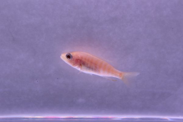 albino ahli juv