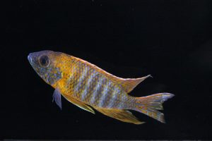 rubescens