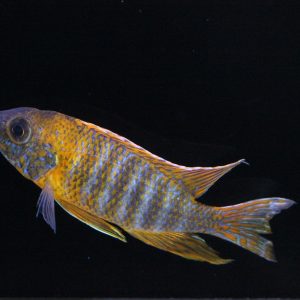 rubescens