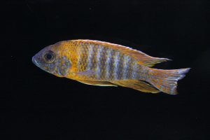 rubescens