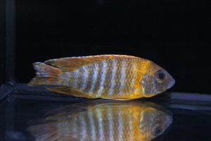 rubescens