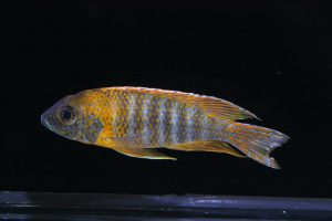 rubescens