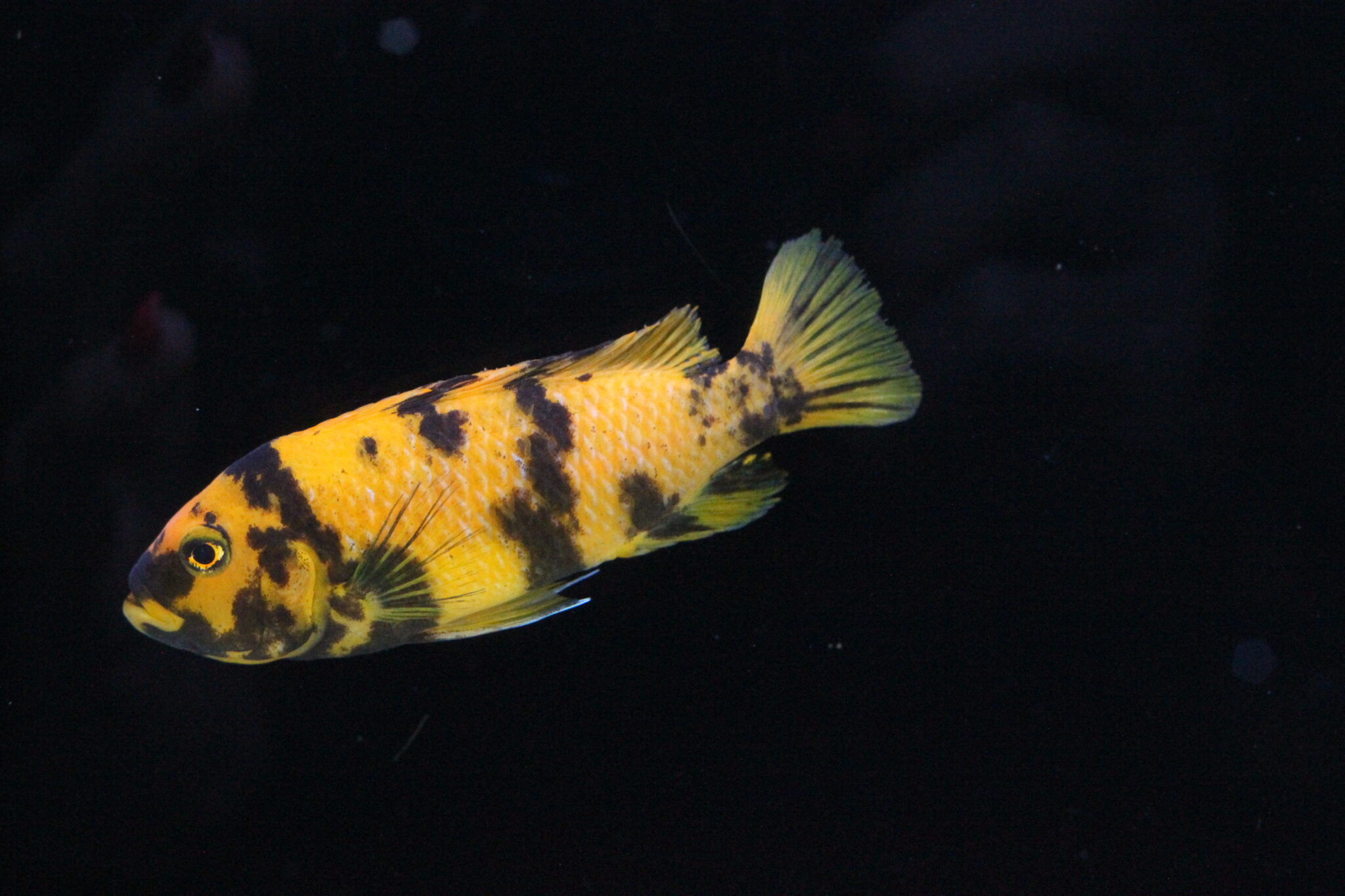 red zebra cichlid tank fish food