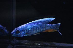 azureus