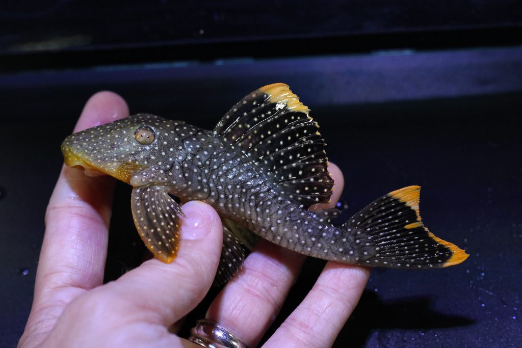 orange-seam-pleco-marine-warehouse-aquarium