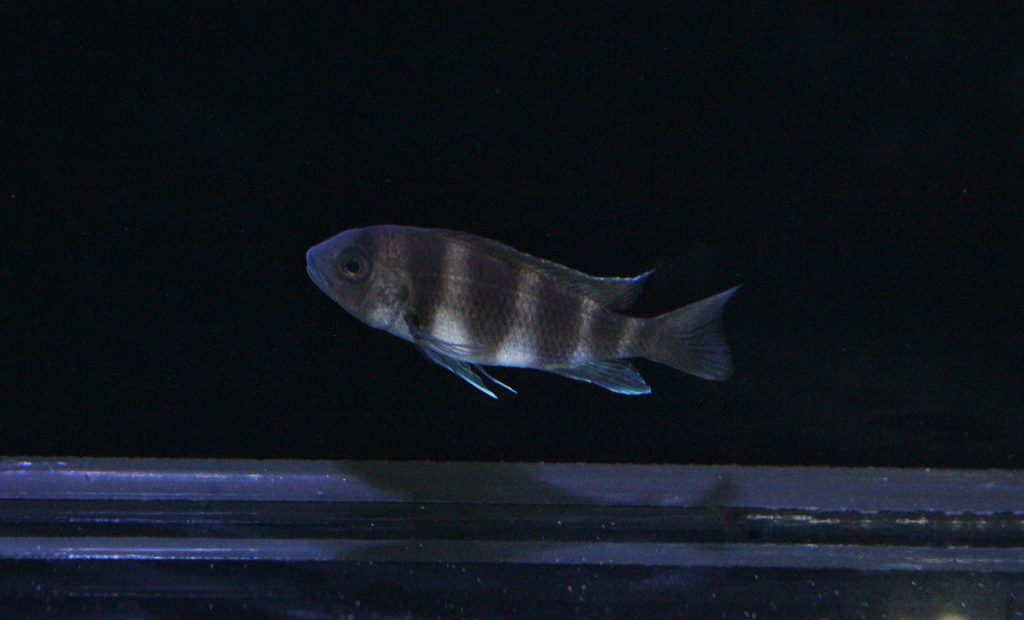 Red Frontosa - Marine Warehouse Aquarium