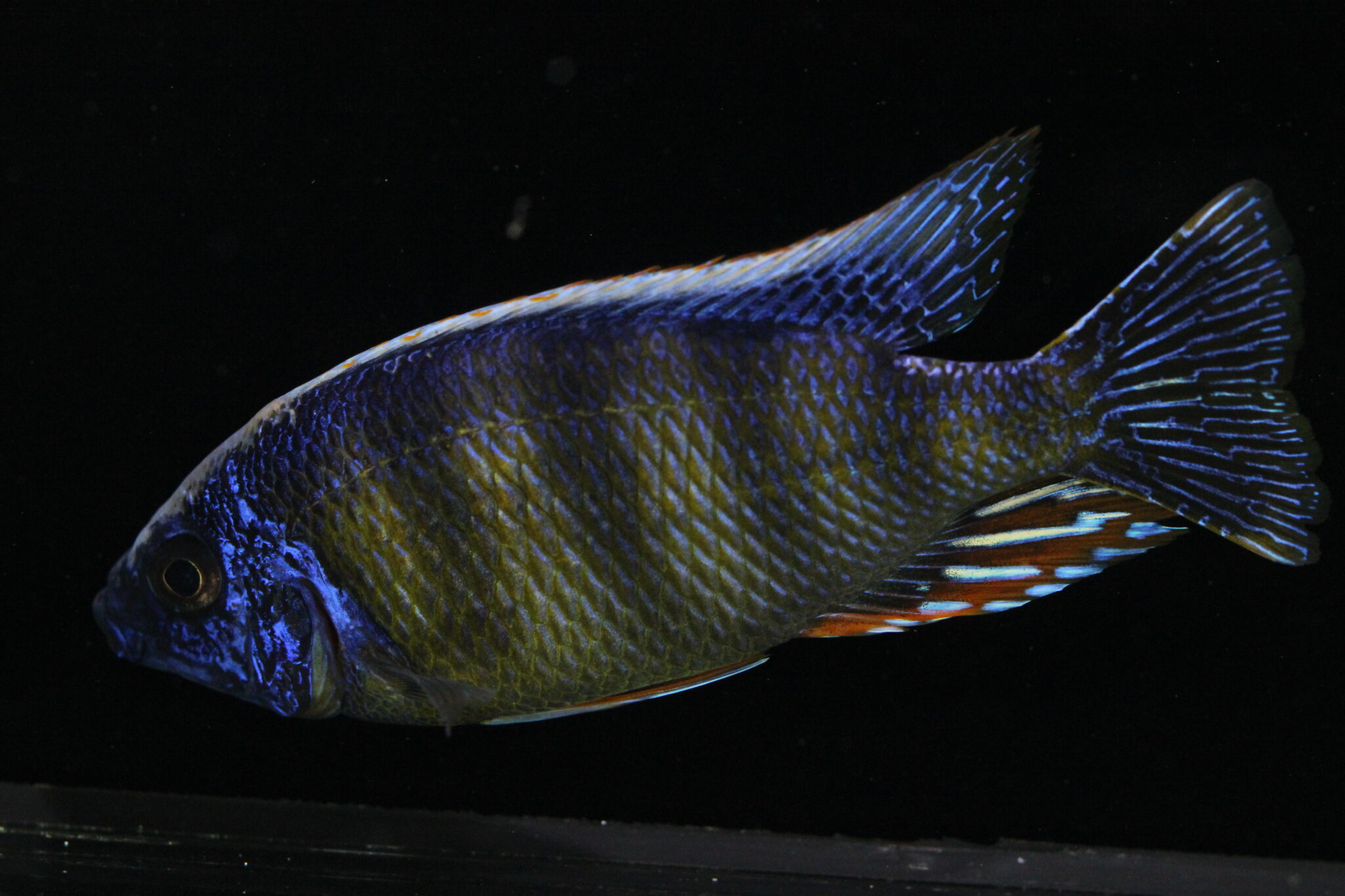 Taiwan Reef Cichlid - Marine Warehouse Aquarium