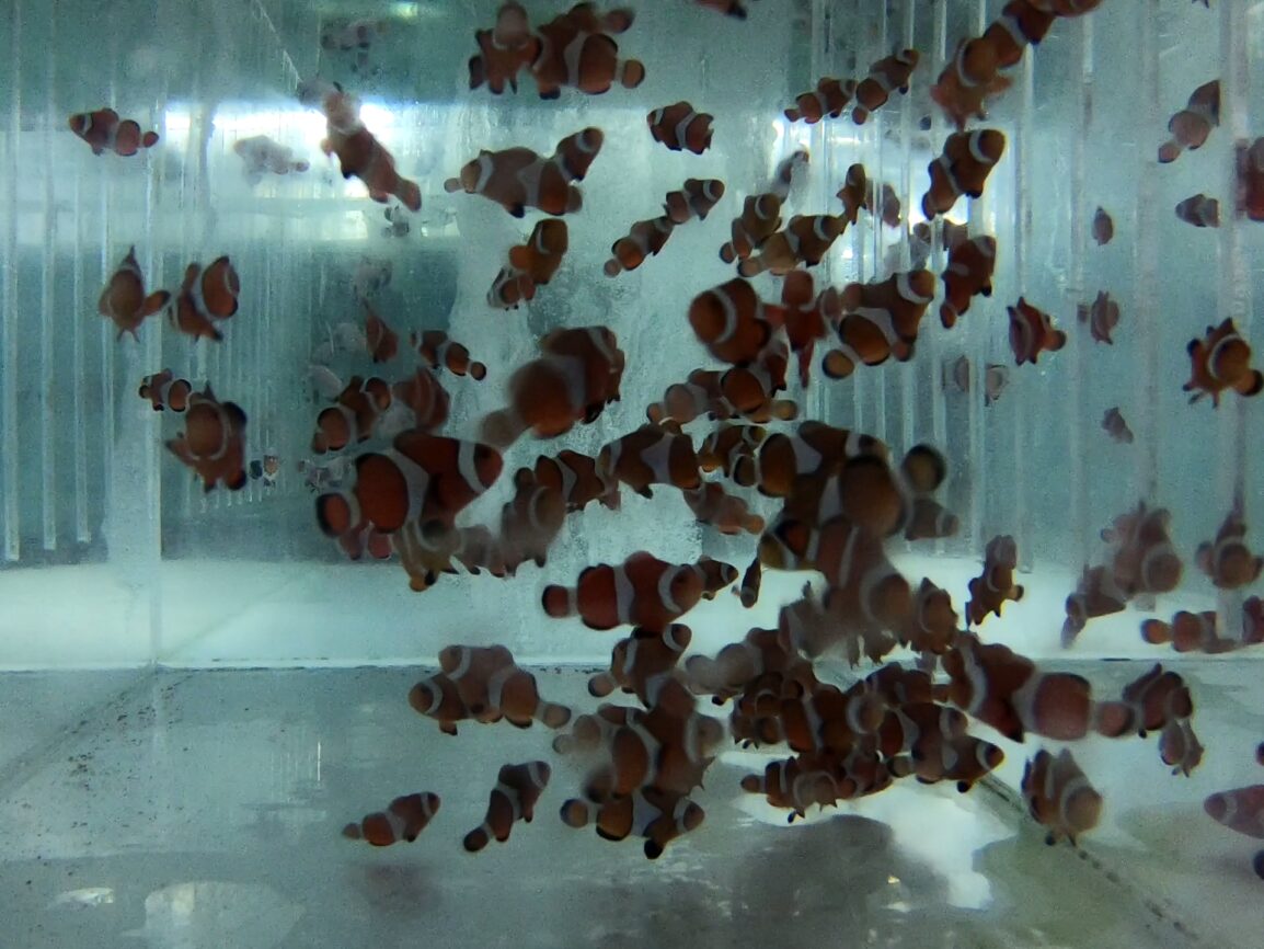 captive bred clownfish