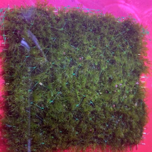 Moss Archives Marine Warehouse Aquarium