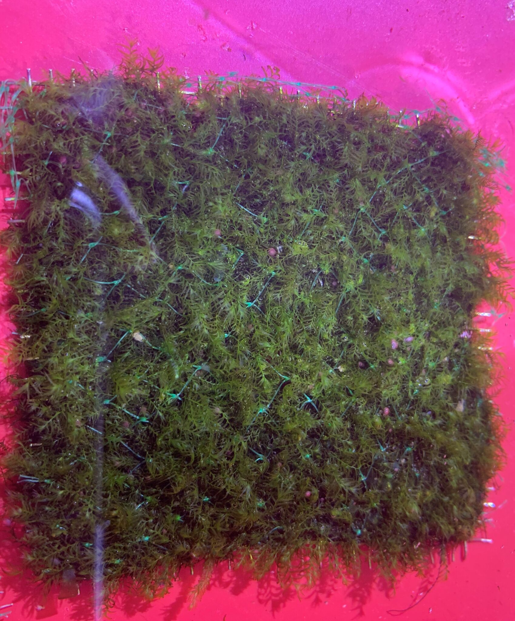Fissidens Fontanus Mat Marine Warehouse Aquarium
