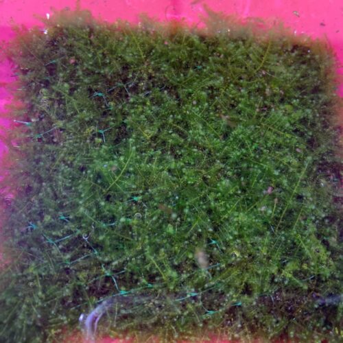 Moss Archives Marine Warehouse Aquarium