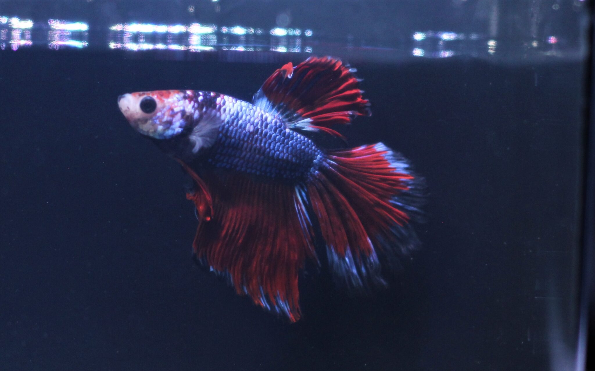 Halfmoon Betta - Marine Warehouse Aquarium